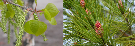 fig1. peuplier faux-tremble, pin gris