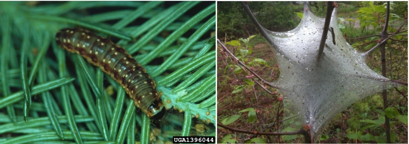 Figure 3. La sécheresse et les défoliateurs épidémiques, comme la tordeuse de bourgeon d'épinette (à gauche) et la chenille à tente des forêts (à droite) ont des effets immédiats et différés sur la croissance des arbres.