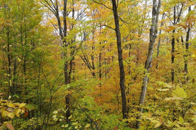 Station de biologie des Laurentides-6