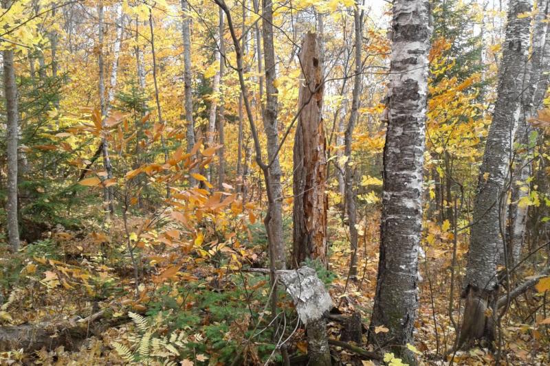 Station de biologie des Laurentides-1