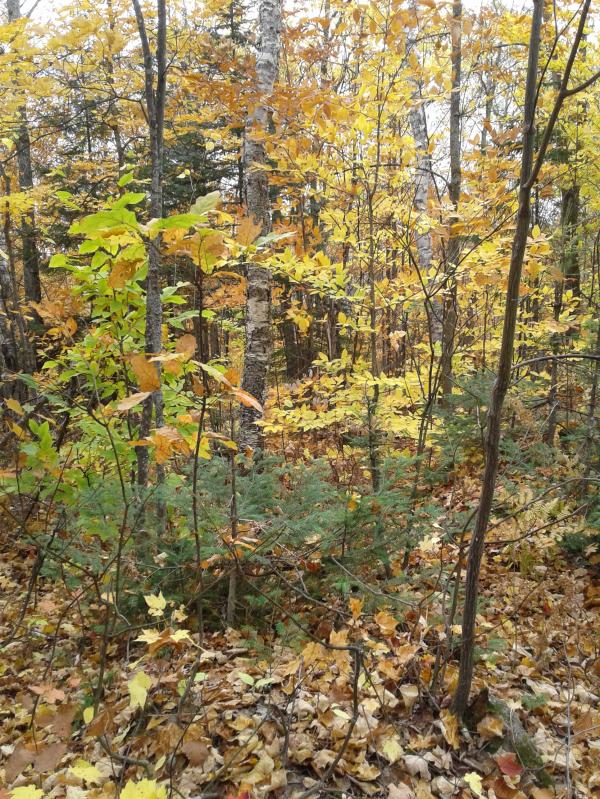 Station de biologie des Laurentides-3